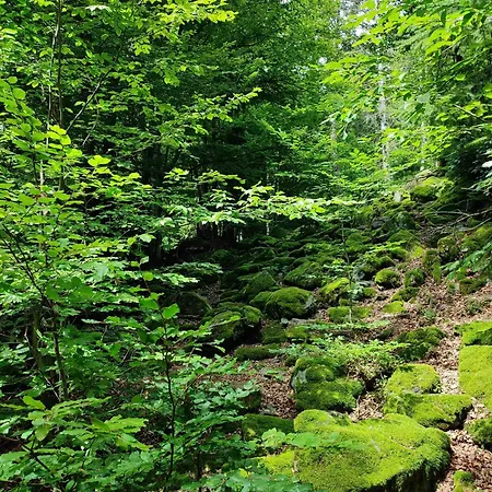 37 Sonnenwald דירה