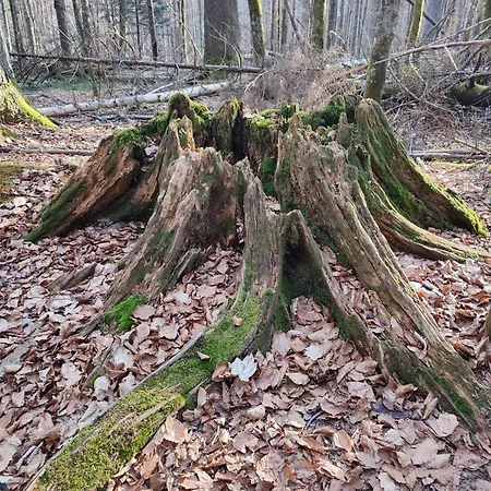 37 Sonnenwald *